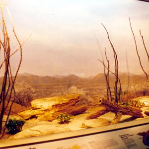 Exhibits of Prospect Park close to opening