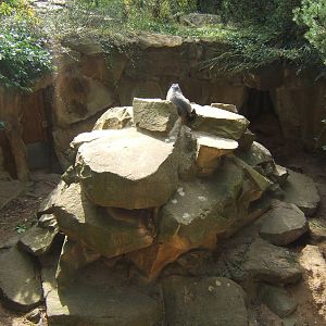 View of Alpine Marmot enclosure