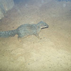 Narrow Striped Mongoose
