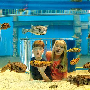 Exhibits of the Aquarium in Gatlinbury