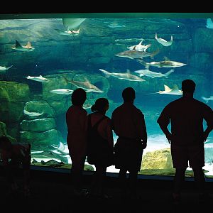 Exhibits of the Aquarium in Gatlinbury