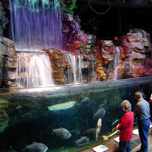 Exhibits of the Aquarium in Gatlinbury