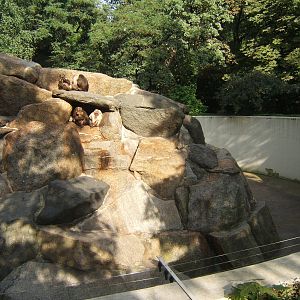 View of Stump-tailed Macaque enclosure