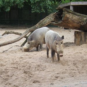 Bearded Pig (Sus barbatus barbatus)