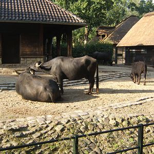 European Water Buffalo