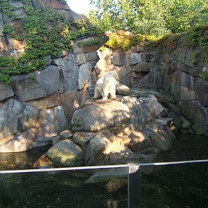 View of the small Polar Bear enclosure