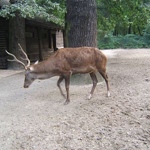 Barbary Stag (Cervus elaphus barbarus)