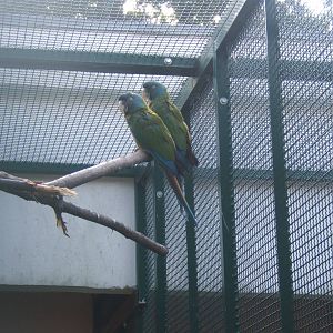 Blue-headed Macaw