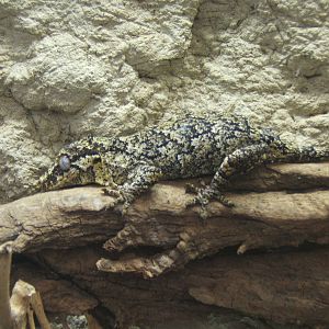 Gargoyle Gecko (Rhacodactylus curiculatus)