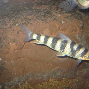 Banded Leporinus