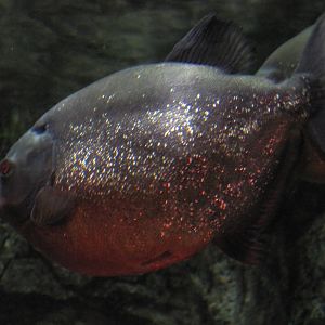 Red-Bellied Piranha