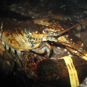 American Lobster
