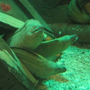 Moray Eels