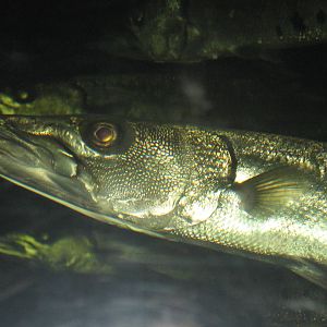 Barracuda