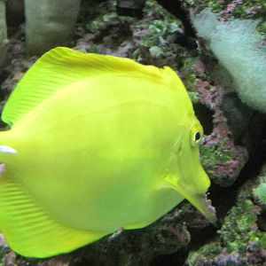 Yellow Tang