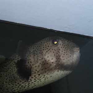 Puffer Fish