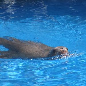 Steller Sea Lion Swimming