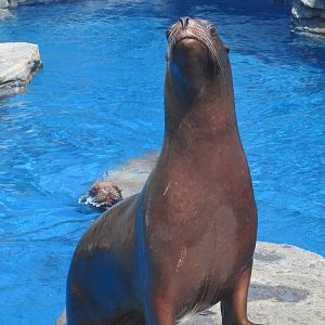 Steller Sea Lion