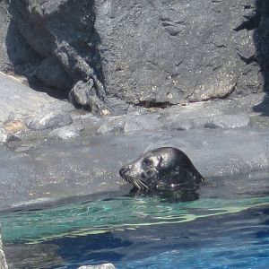 Pacific Harbor Seal