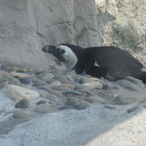 Penguin Chillin'