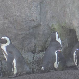 African Penguins