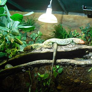 Caiman Lizard Enclosure - 16/02/2011