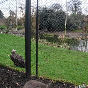 Europe on the Edge Aviary - 16/02/2011