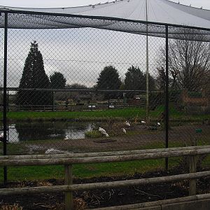 Europe on the Edge Aviary - 16/02/2011