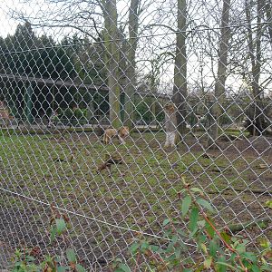 Lion Enclosure - 16/02/2011