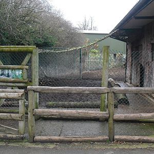 Brazilian Tapir Yard (?) - 16/02/2011