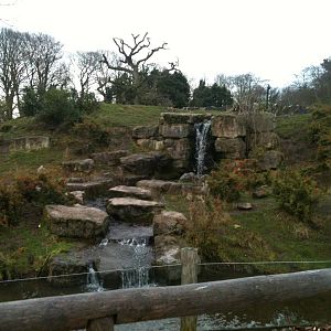 Spectacled Bear and Coati Exhibit - 16/02/2011