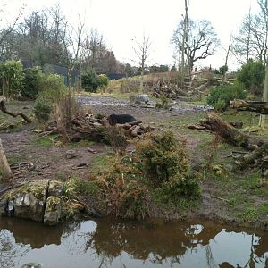 Spectacled Bear and Coati Exhibit - 16/02/2011