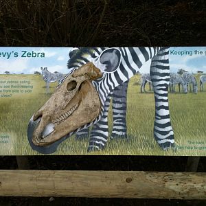 Interesting Grevy's Zebra Sign - 16/02/2011