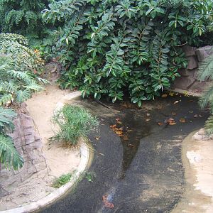View of drained Alligator pool