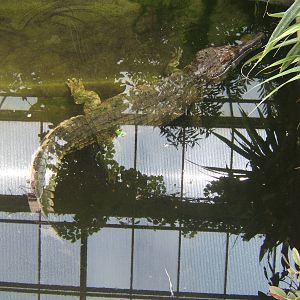 False Gharial (Tomistoma schlegeli)