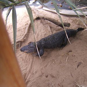 American Alligator (Bull)