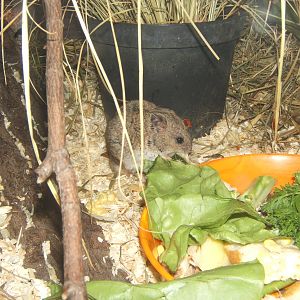 Chinese Striped Hamster (Cricetulus griseus)