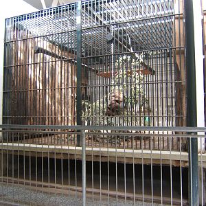 View of indoor cage for Sun Bear