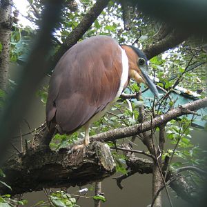Rufous Night Heron (Nycticorax caledonicus)