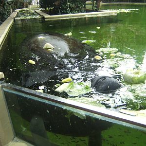 View of Manatee feeding
