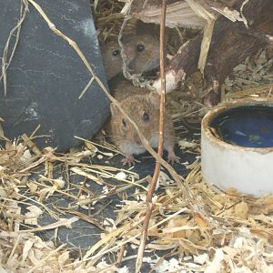 Gunthers Vole (Microtus guntheri)
