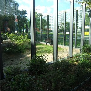 American Black Bear exhibit just outside the entrance