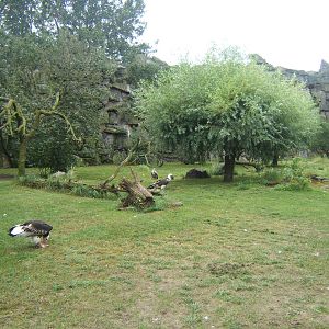 View inside the Bird of Prey Aviary