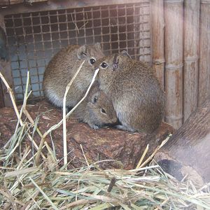 Muenster Yellow-toothed Cavy (Galea monasteriensis)