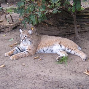 Bobcat (lynx rufus)