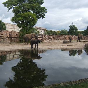 View of African Elephant paddocks