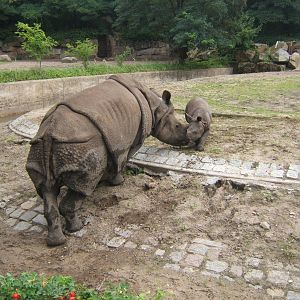 Indian Rhino and calf