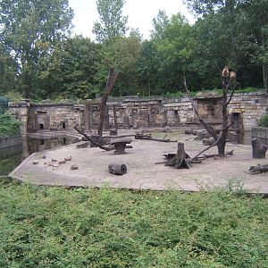 View of Barbary Macaque enclosure