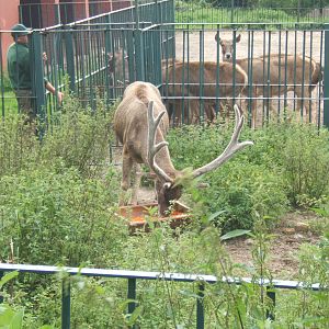 White-lipped Deer (Cervus albirostris)