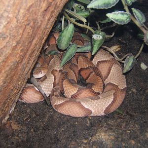 Northern Copperhead (Agkistrodon contortrix mokeson)